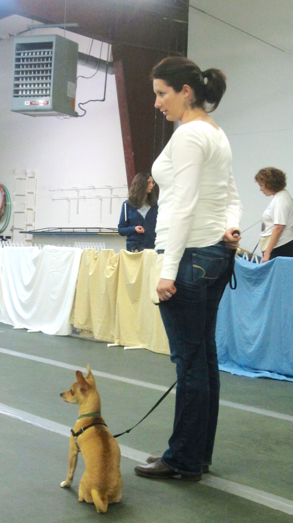 dog training, Napa Valley Dog Training, Oliver
