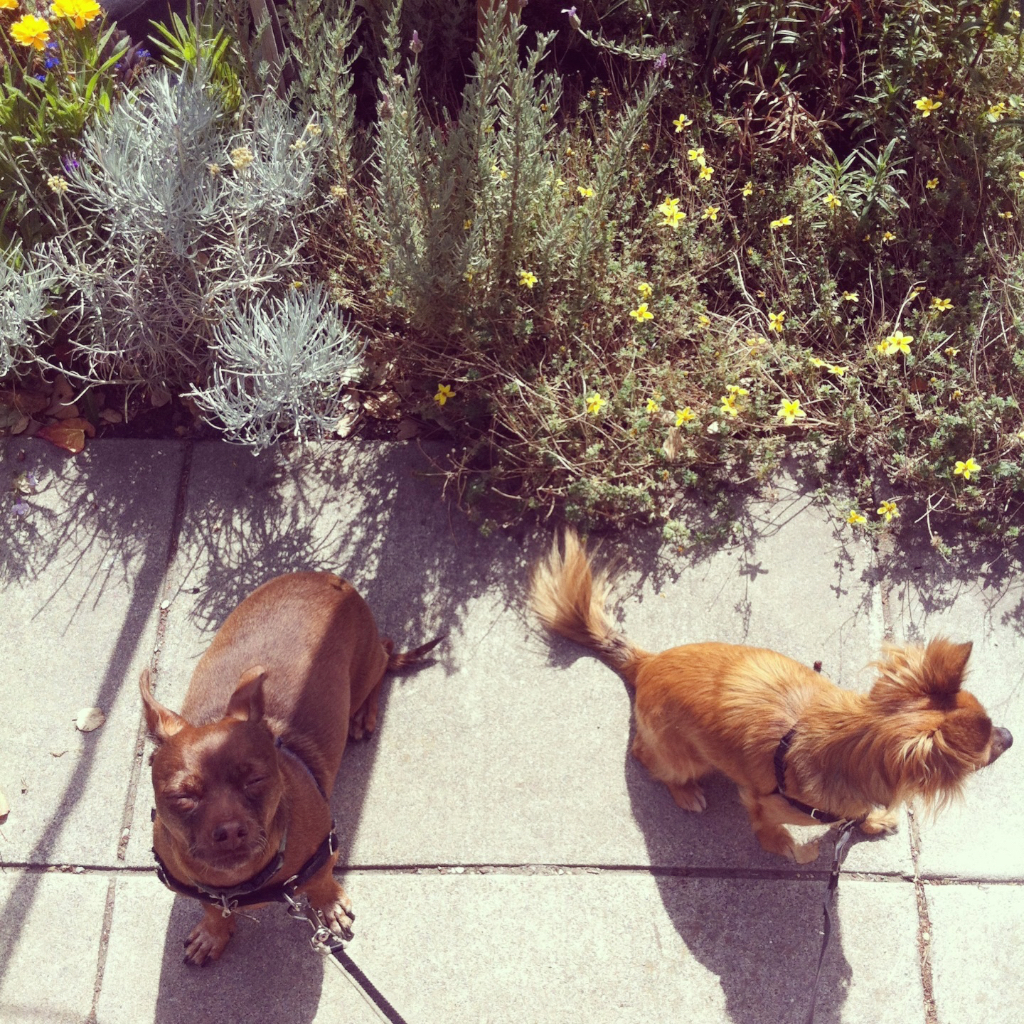 Grace and Robert on a walk